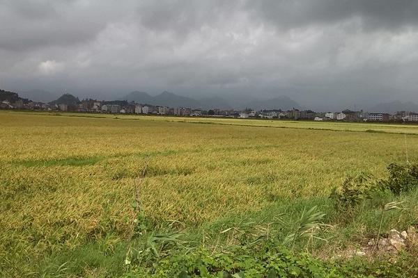 2018种水稻赚钱吗？水稻种植的利润与投资成本及前景预测