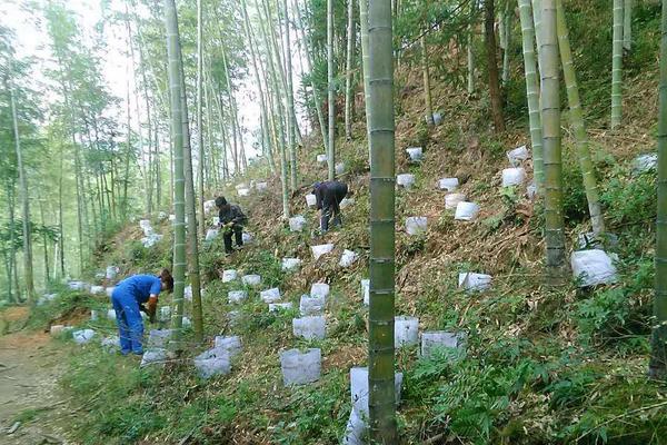 三叶青种植技术与条件