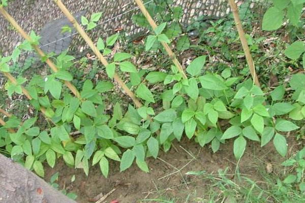 豆角大棚种植技术