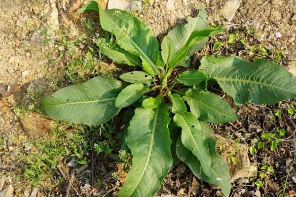 酸模种植栽培技术 酸模常见病害防治方法