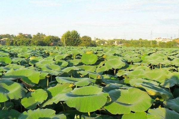 2018种莲藕赚钱吗？莲藕种植的利润与投资成本及前景预测