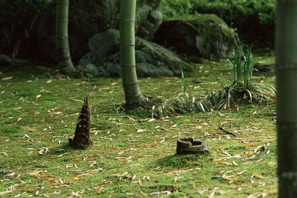 2018种竹笋赚钱吗？竹笋种植的利润与投资成本及前景预测