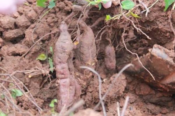 何首乌种植时间和方法