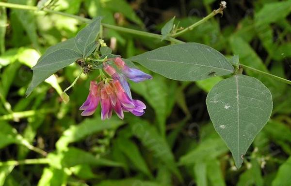 野菜歪头菜高产栽培技术 歪头菜繁殖方法