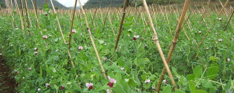 菜豌豆种植技术