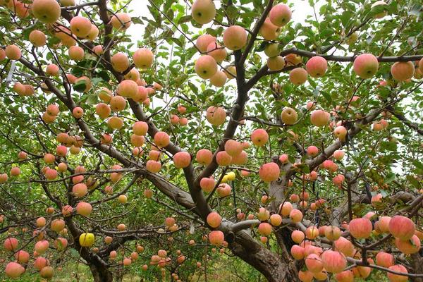 2018种苹果赚钱吗？苹果种植的利润与投资成本及前景预测