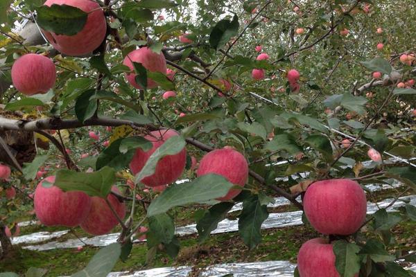 2018种苹果赚钱吗？苹果种植的利润与投资成本及前景预测