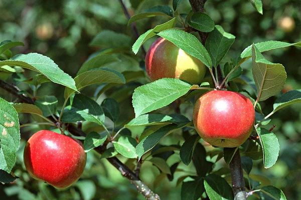 2018种苹果赚钱吗？苹果种植的利润与投资成本及前景预测