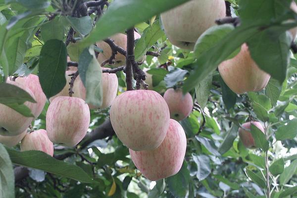 2018种苹果赚钱吗？苹果种植的利润与投资成本及前景预测