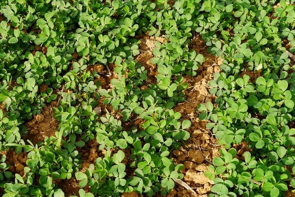 2018种花生赚钱吗？花生种植的利润与投资成本及前景预测