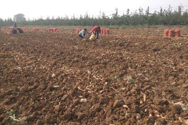 地黄怎样种植与管理？5点轻松掌握地黄种植技术