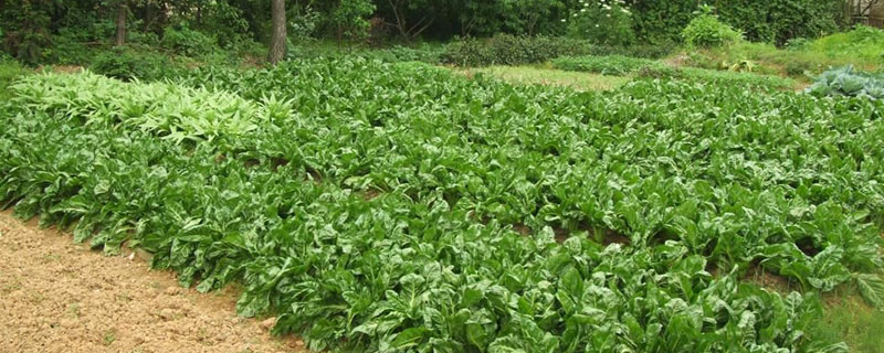 莙荙菜高产栽培技术 莙荙菜什么时候种