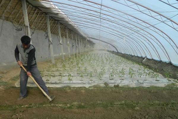 大棚蔬菜怎么种 种大棚蔬菜一亩能挣多少钱