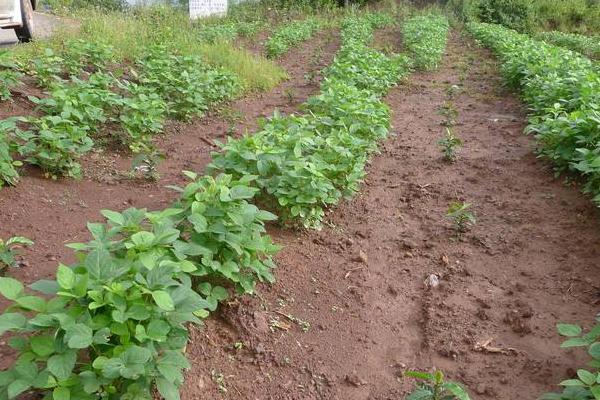 2018种毛豆赚钱吗？毛豆种植的利润与投资成本及前景预测