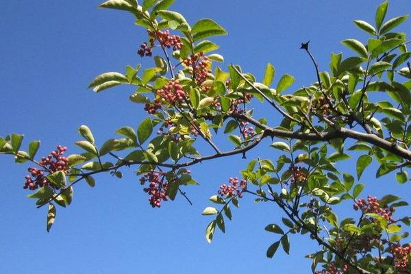 2018种花椒赚钱吗？花椒种植的利润与投资成本及前景预测