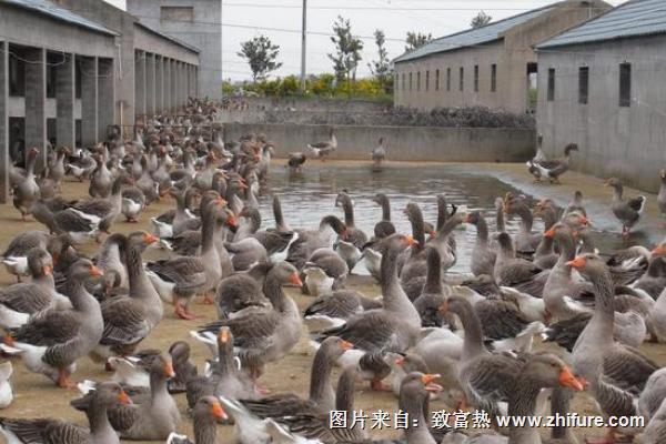 蛋鸭养殖技术视频