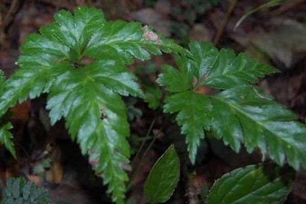 2018种黄连赚钱吗？黄连种植的利润与投资成本及前景预测