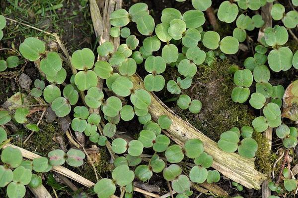 2018种苦瓜赚钱吗？苦瓜种植的利润与投资成本及前景预测