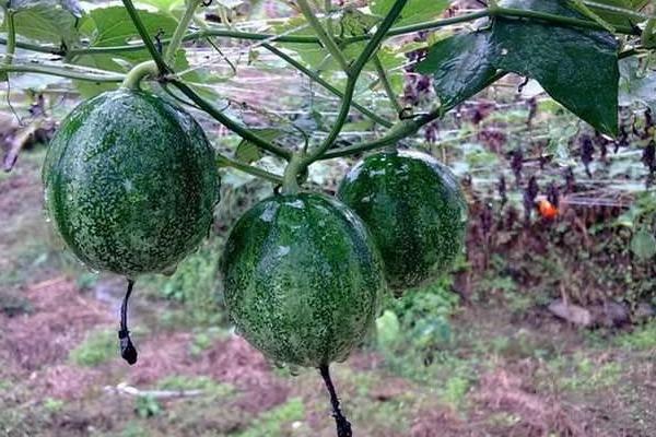 2018种瓜蒌赚钱吗？瓜蒌种植的利润与投资成本及前景预测