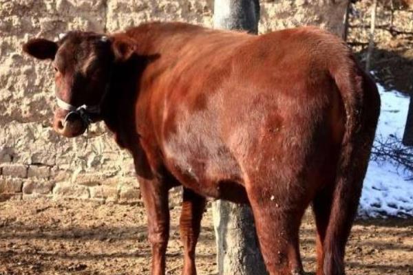 怎样养肉牛 肉牛科学养殖技术