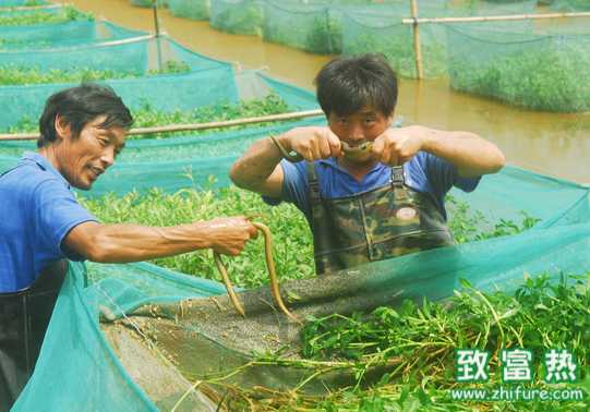 黄鳝养殖的投饵养殖方法