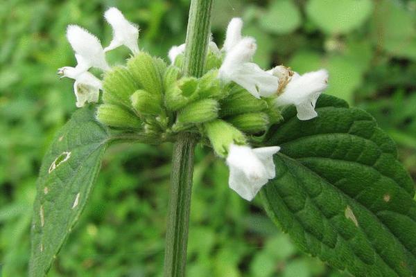 2018种防风赚钱吗？防风种植的利润与投资成本及前景预测