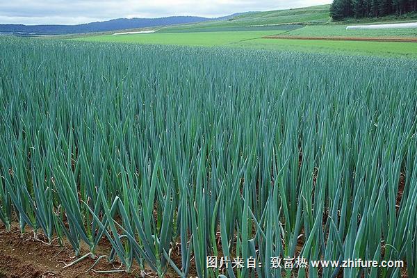 2018种大葱赚钱吗？大葱种植的利润与投资成本及前景预测