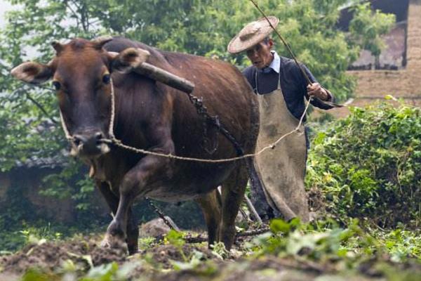 黄牛养殖成本与利润分析 黄牛养殖周期有多长