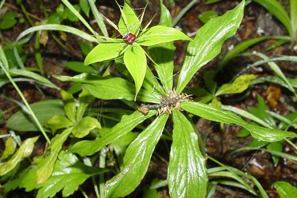 种植重楼赚钱吗 重楼市场前景 重楼种植效益分析