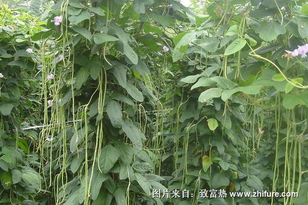 2018种豆角赚钱吗？豆角种植的利润与投资成本及前景预测