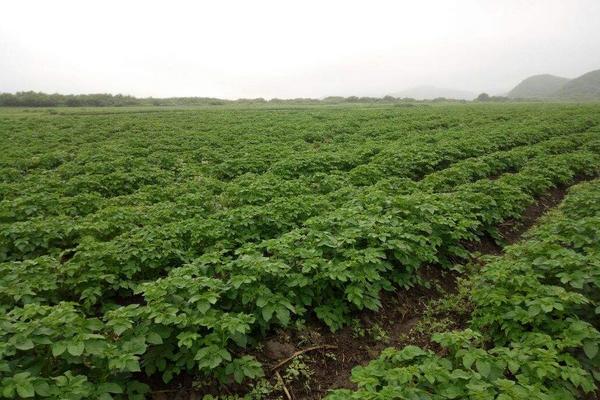 立春后种植什么蔬菜