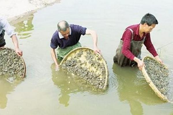 大闸蟹怎么养殖 养大闸蟹需要什么条件