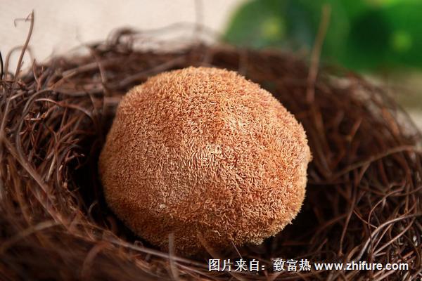 2018种猴头菇赚钱吗？猴头菇种植的利润与投资成本及前景预测