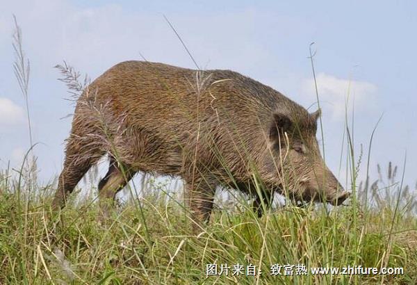 养殖野猪的饲养技术