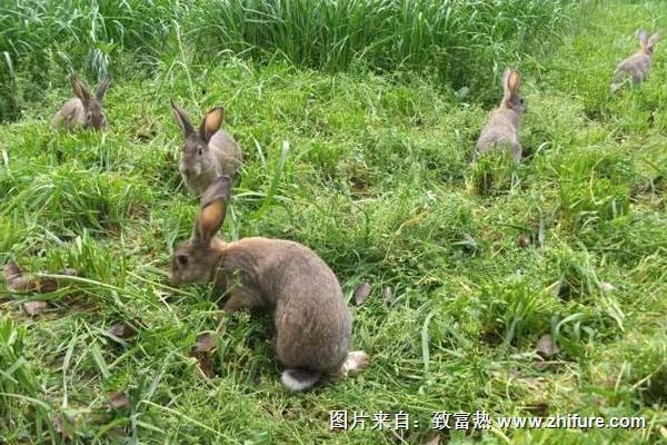 野兔冬季养殖管理要点