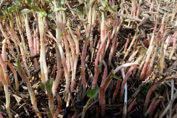 2018种鱼腥草赚钱吗？鱼腥草种植的利润与投资成本及前景预测