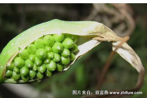 2018种半夏赚钱吗？半夏种植的利润与投资成本及前景预测