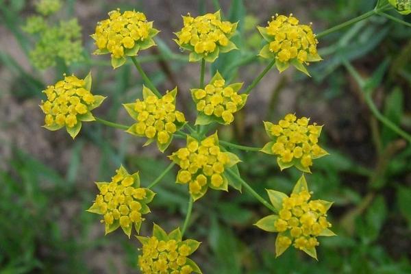 2018种柴胡赚钱吗？柴胡种植的利润与投资成本及前景预测