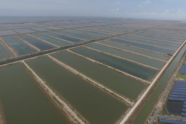 淡水虾养殖一亩利润有多少 无公害淡水虾养殖技术