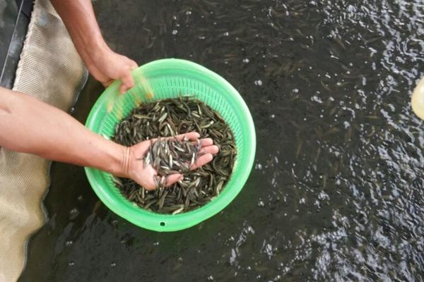 黑鱼网箱养殖技术