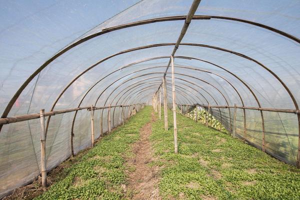 大棚野菜种植前景怎么样 哪些野菜适合大棚种植