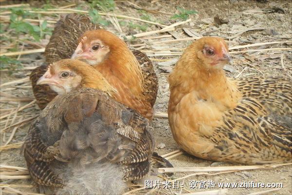 放养土鸡技术