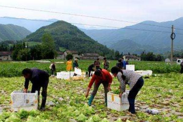 2018种生菜赚钱吗？生菜种植的利润与投资成本及前景预测