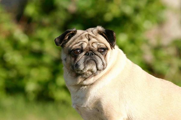 八哥犬好养吗 八哥犬如何训练