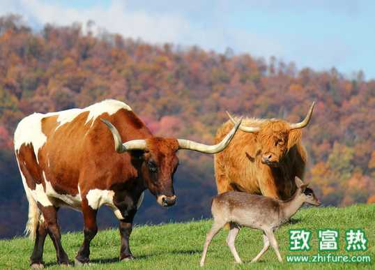 育肥高档肉牛的技巧