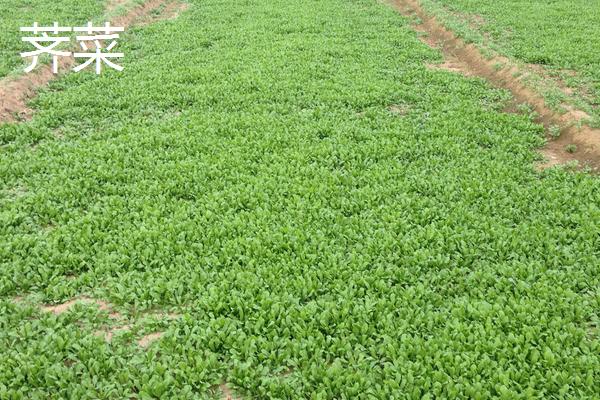 哪些野菜种植前景好 野菜种植一亩能挣多少钱