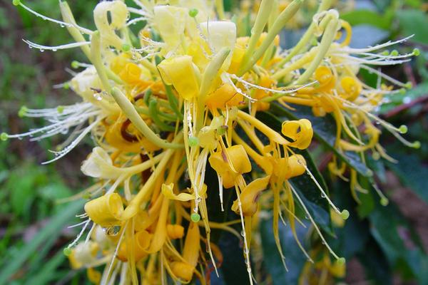 2018种金银花赚钱吗？金银花种植的利润与投资成本及前景预测