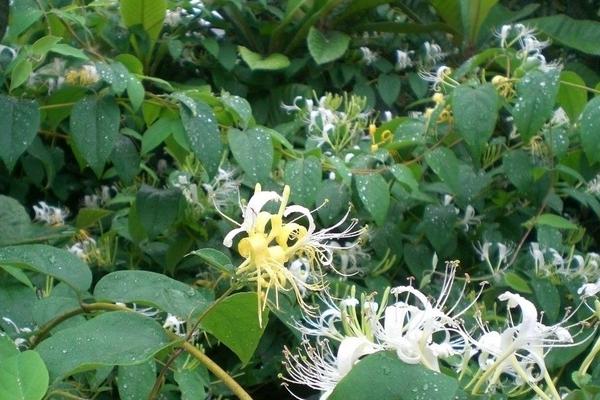 2018种金银花赚钱吗？金银花种植的利润与投资成本及前景预测