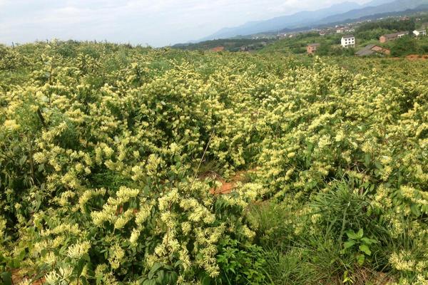 2018种金银花赚钱吗？金银花种植的利润与投资成本及前景预测