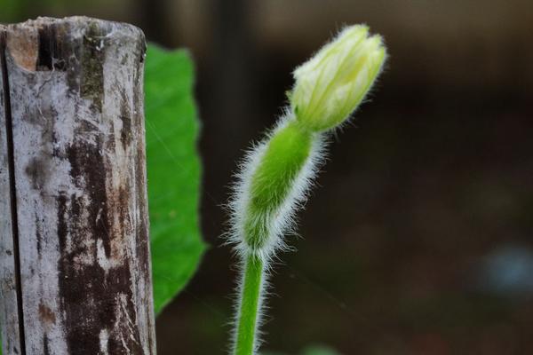 2018种瓠子赚钱吗？瓠子种植的利润与投资成本及前景预测